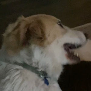 Meet your Posher, Daniela